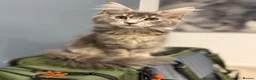 Maine Coon cats for sale: Princess  - Advert 6