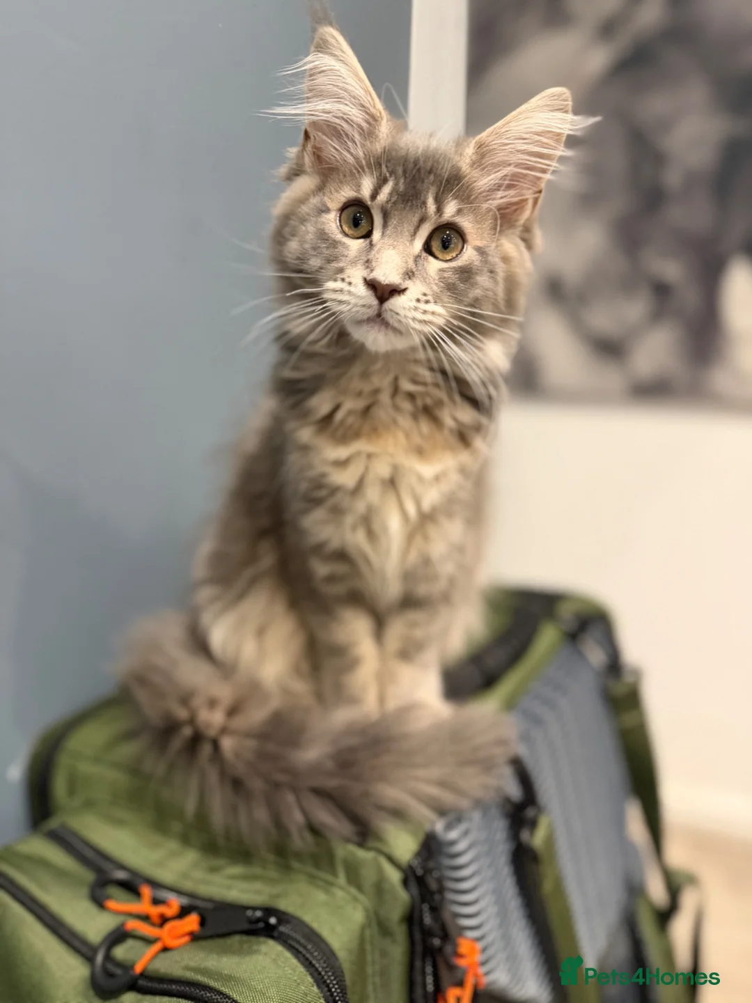 Maine Coon cats for sale: Princess  - Advert 6