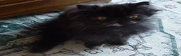 Persian cats for sale: Adorable Pure Persian Kitten - Advert 6