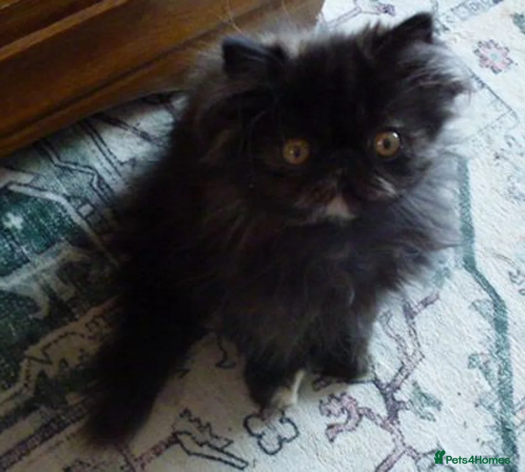 Persian cats for sale: Adorable Pure Persian Kitten - Advert 6