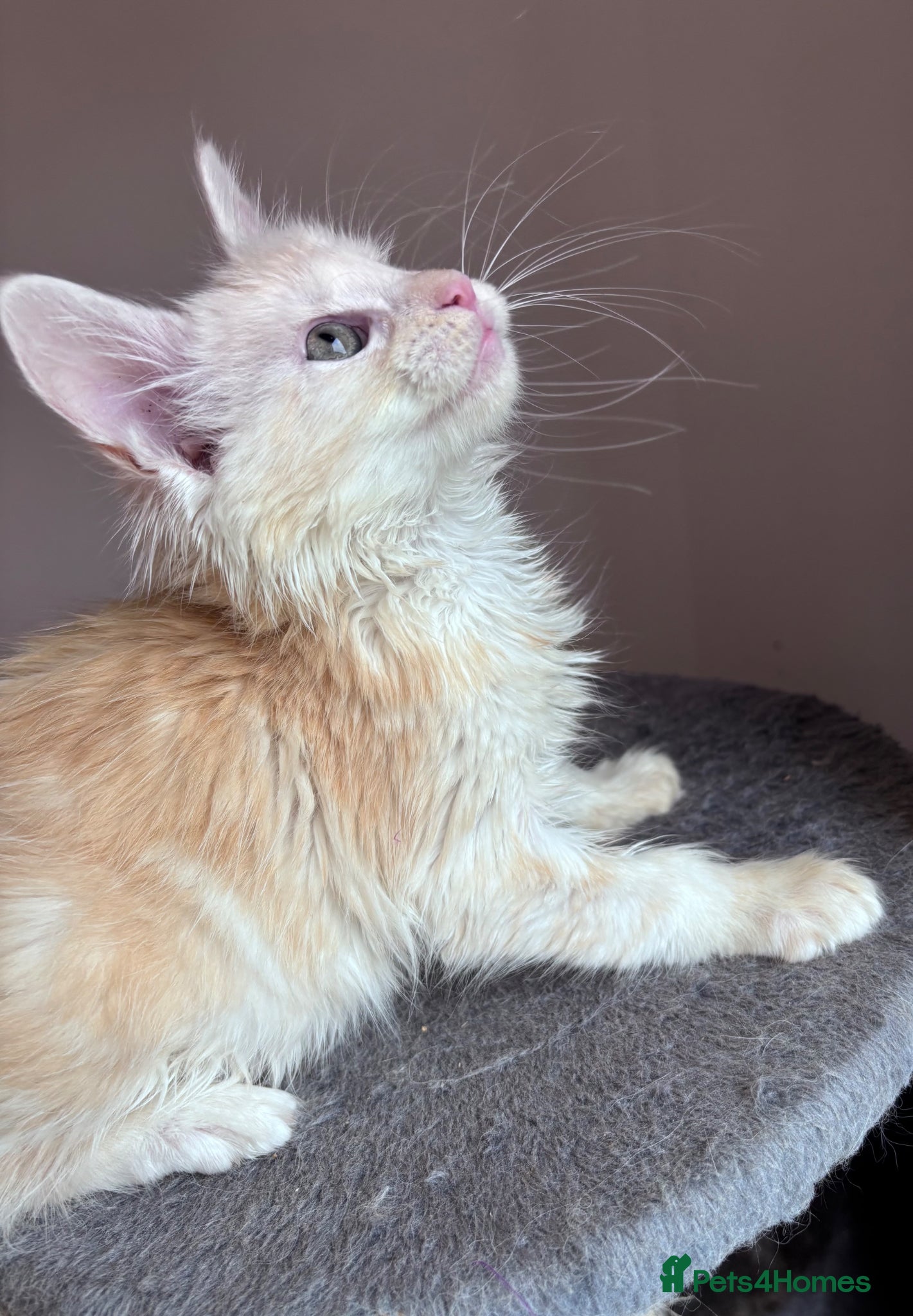 Maine Coon cats Fluffy Cream Maine Coon Boy 🐾 - Advert 2