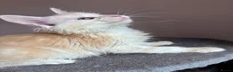 Maine Coon cats for sale: Cream Maine Coon Boy from Large TICA Blue Dad - Advert 6