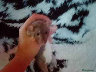 Rat rodents Dumbo baby rats for sale - Advert 4