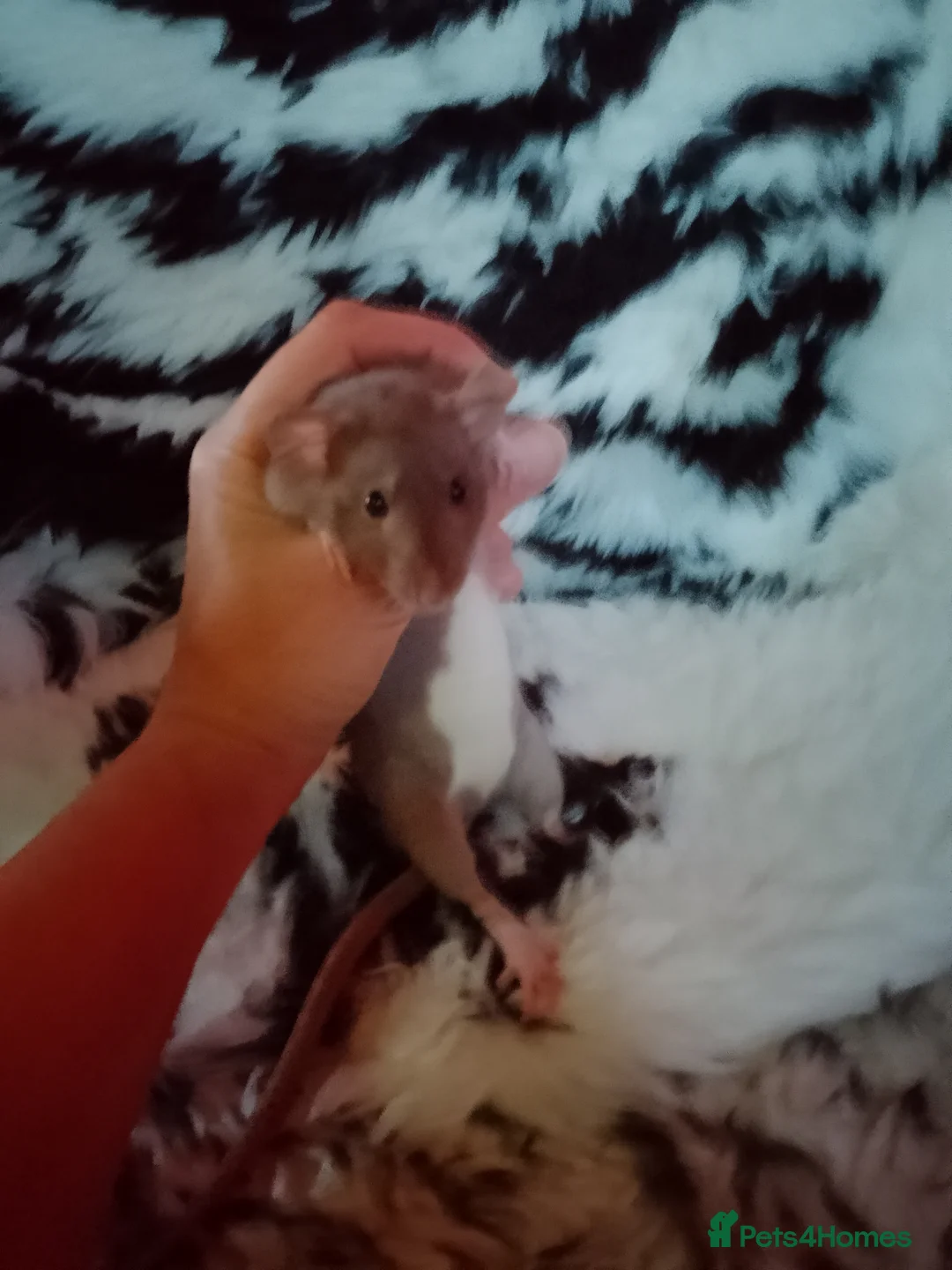 Rat rodents for sale: Dumbo baby rats for sale  - Advert 1