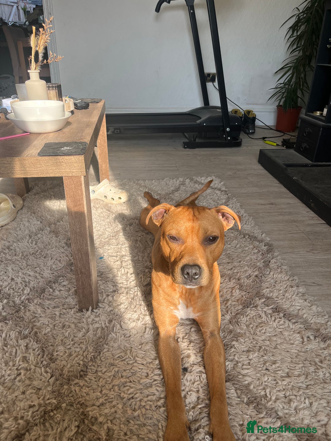 Mixed Breed dogs for sale: Staffy mixed breed - Image 7