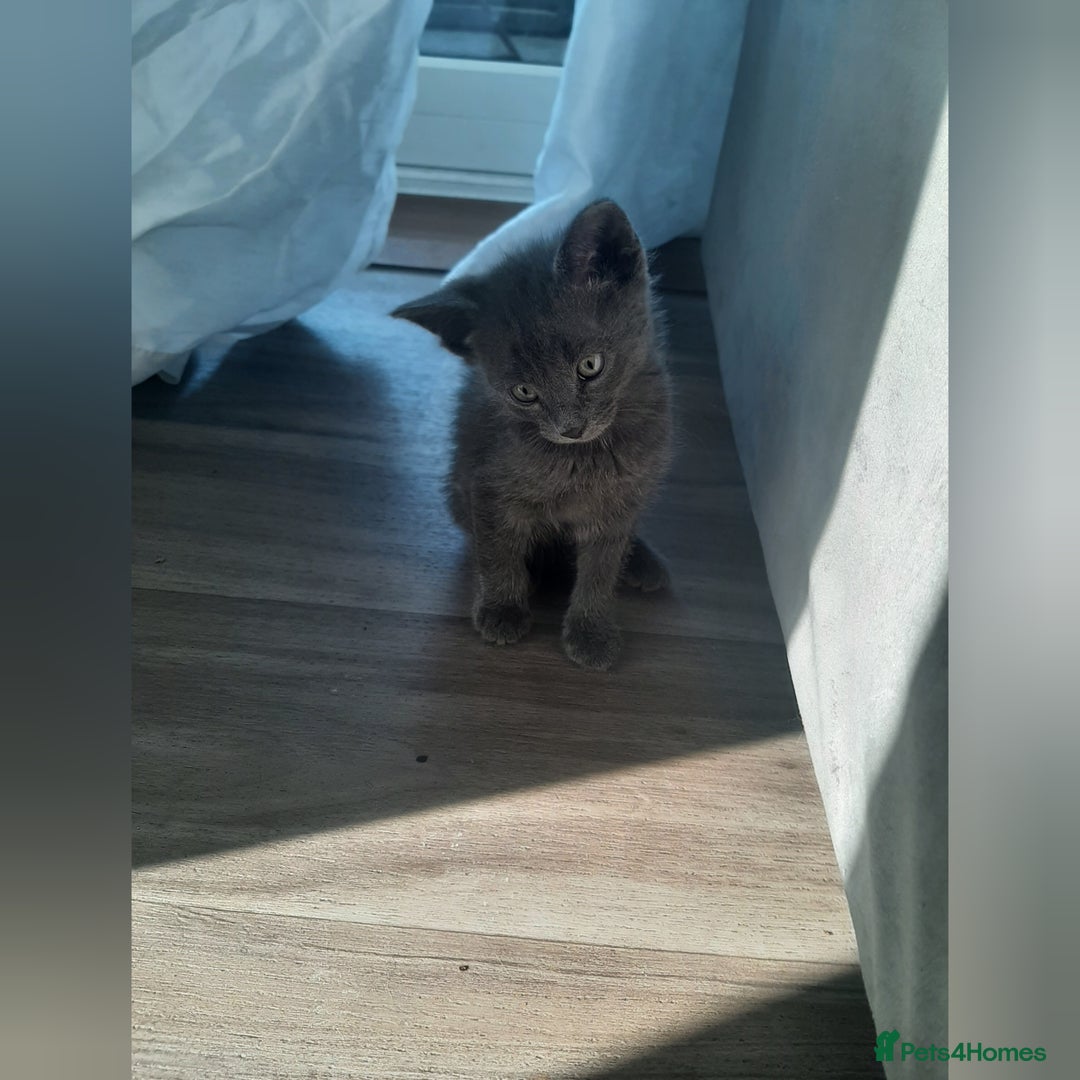 Russian Blue cats for sale: Grey girl 10 weeks - Image 4