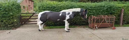Irish Cob horses for sale: 8yo cob x project in Lancaster - Advert 7