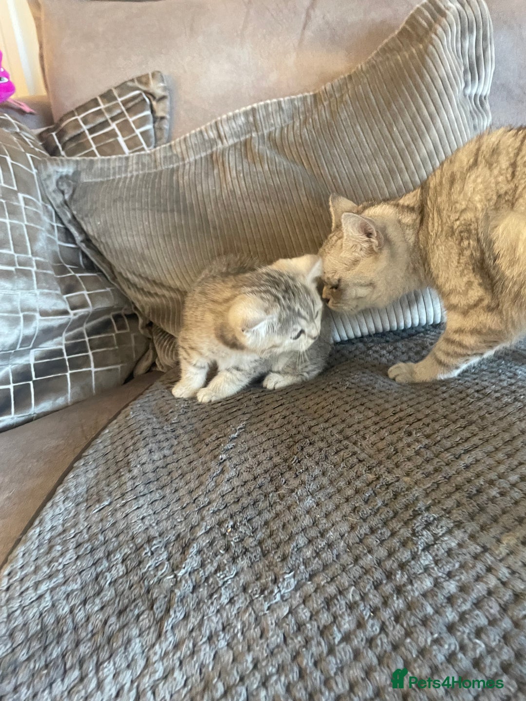 British Shorthair cats for sale: Beautiful GCCF reg female BSH available - Advert 3