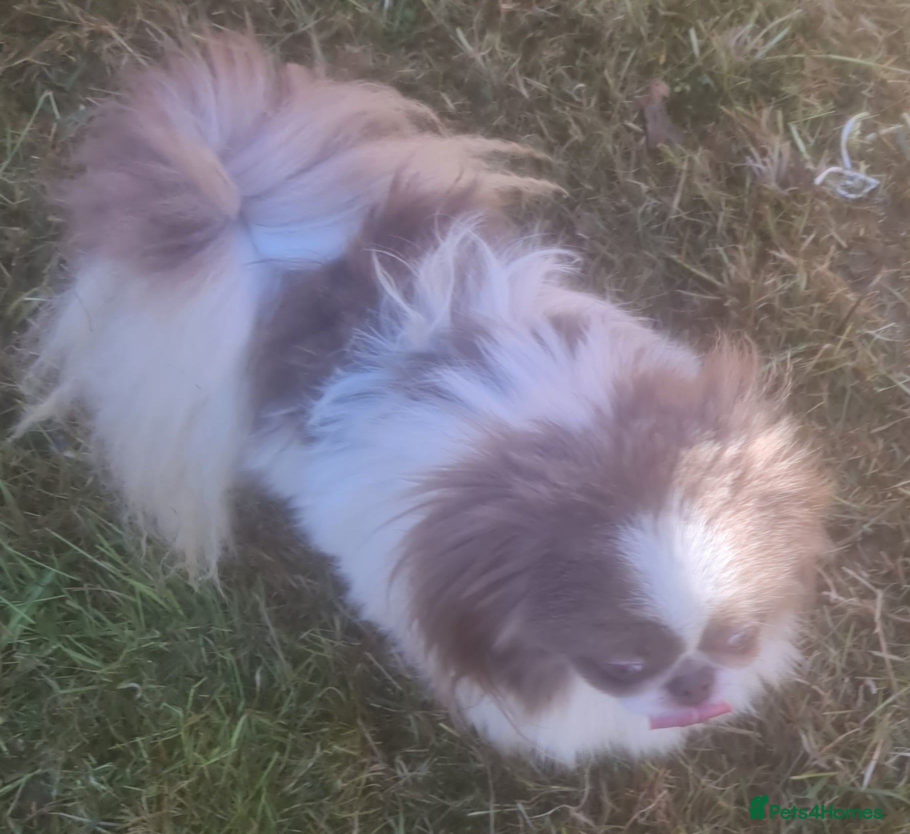 Pekingese dogs 💙Kc reg lilac and white proven pekingese 💙 - Advert 1
