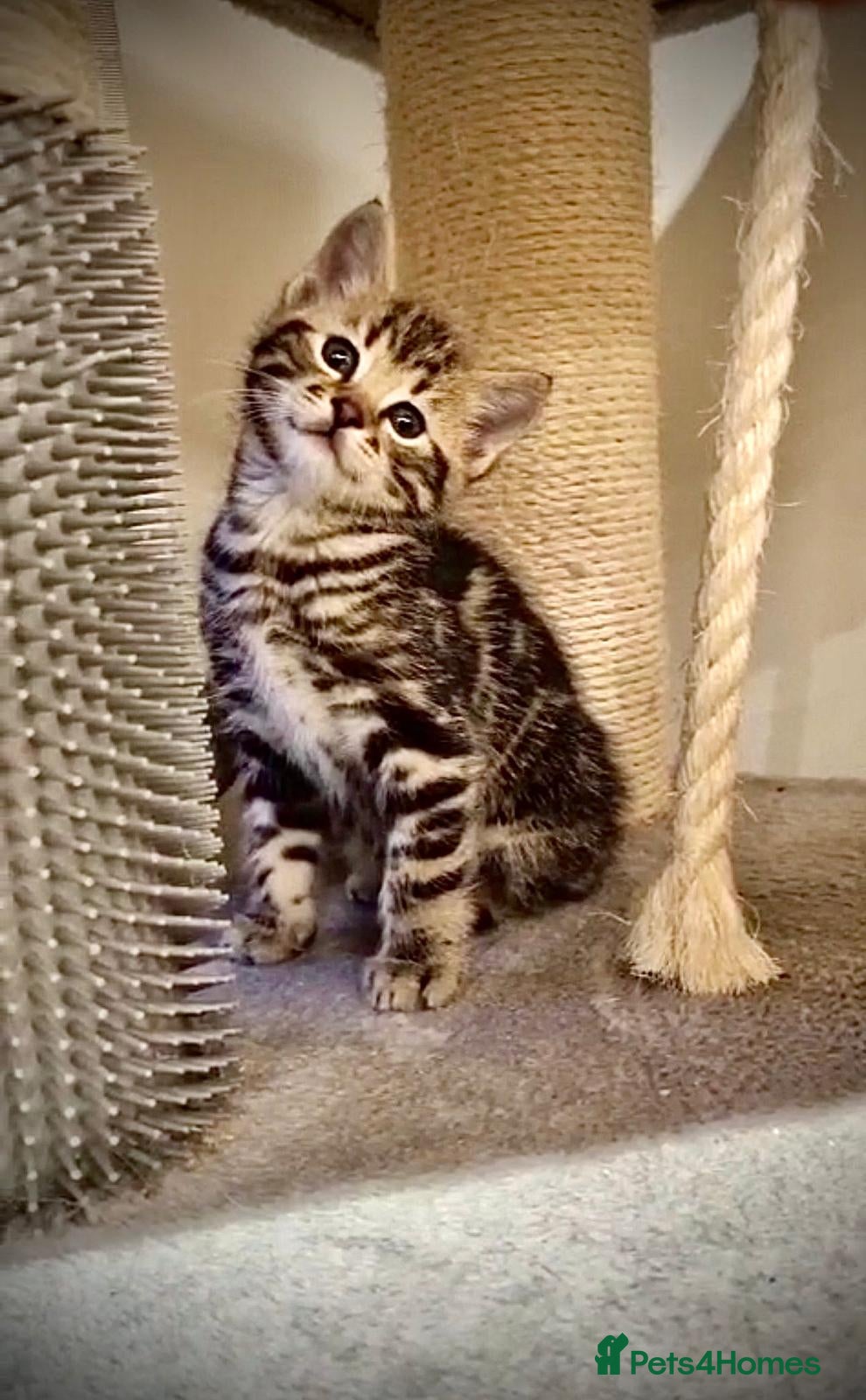 Mixed Breed cats 🌟 Exquisite Ragdoll × Bengal Kittens 🌟 - Advert 1