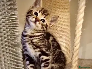 Mixed Breed cats 🌟 Exquisite Ragdoll × Bengal Kittens 🌟 - Advert 1