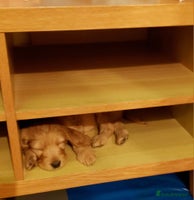 Mixed Breed dogs Australian Labradoodle puppies - Advert 10