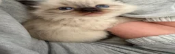 Ragdoll cats for sale: STUNNING FULLY HEALTH TESTED RAGDOLLS - Advert 9