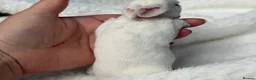 Rex rabbits for sale: stunning bew mini rex for reserve  - Advert 8
