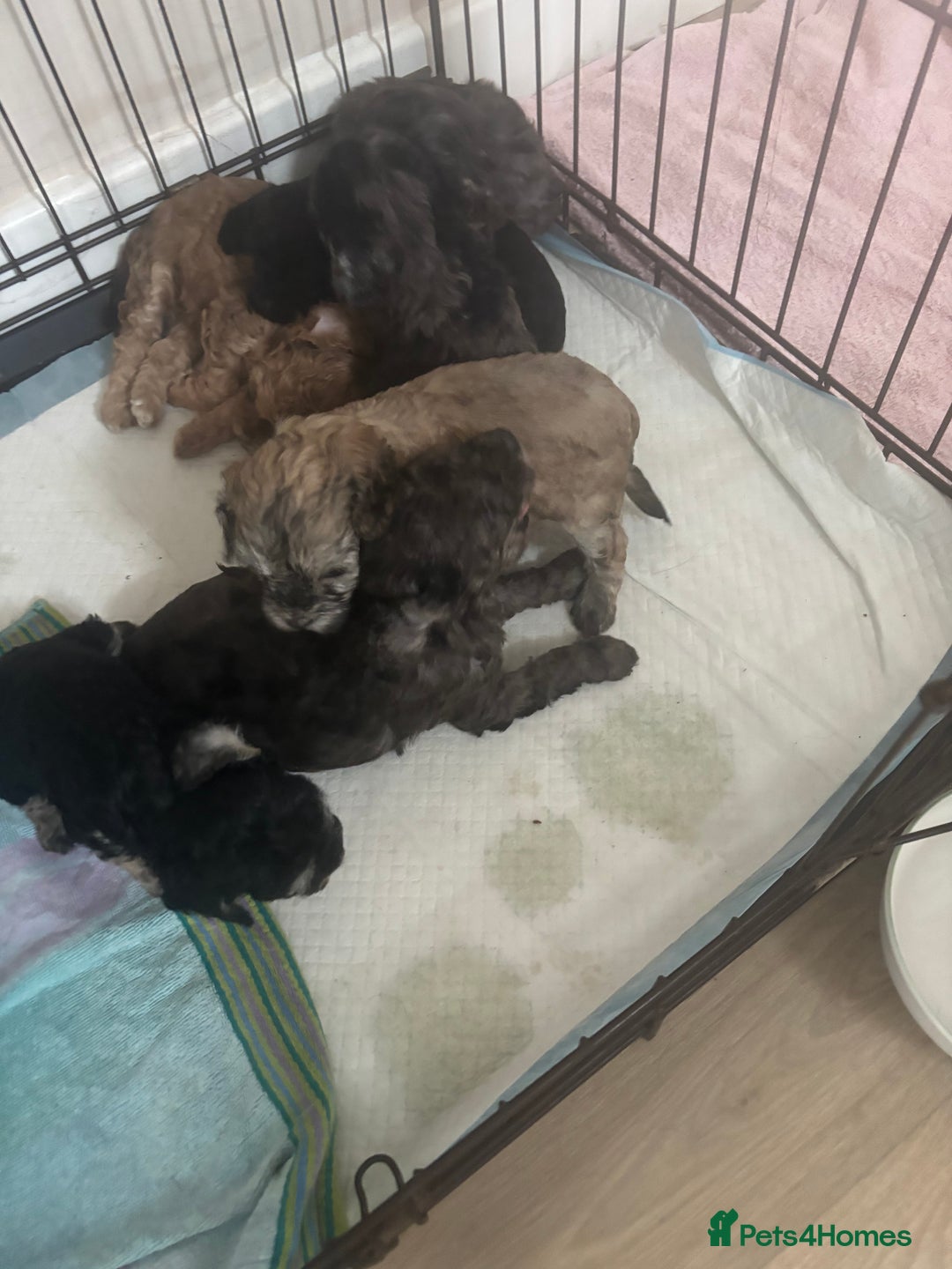 Cavapoo dogs for sale: Cavapoo puppies  in Preston - Image 7