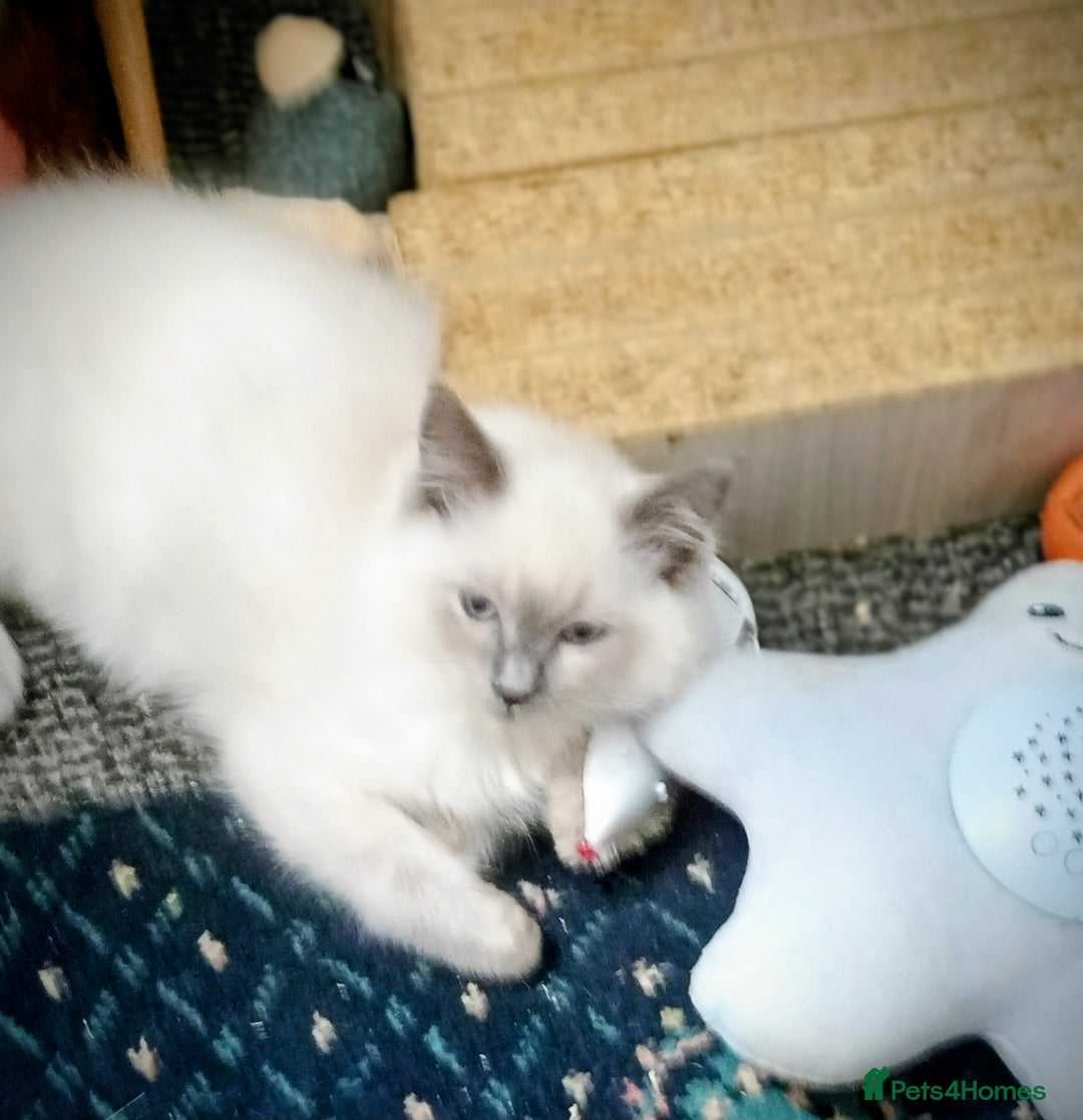 Ragdoll cats for sale: Pedigree Ragdolls for sale £495 - Image 31