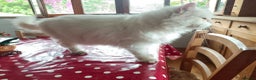 Persian cats for adoption: Agi, Persian, aged 7, looking for a loving home - Advert 2