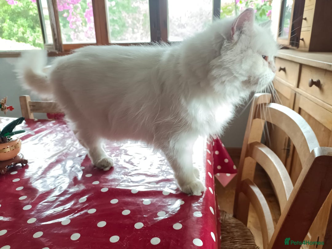 Persian cats for adoption: Agi, Persian, aged 7, looking for a loving home - Advert 2