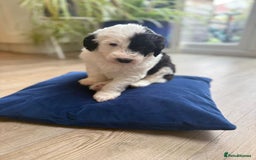 Sheepadoodle dogs for sale: Sheepadoodle Puppies -4 Female, 3 Male - Image 4