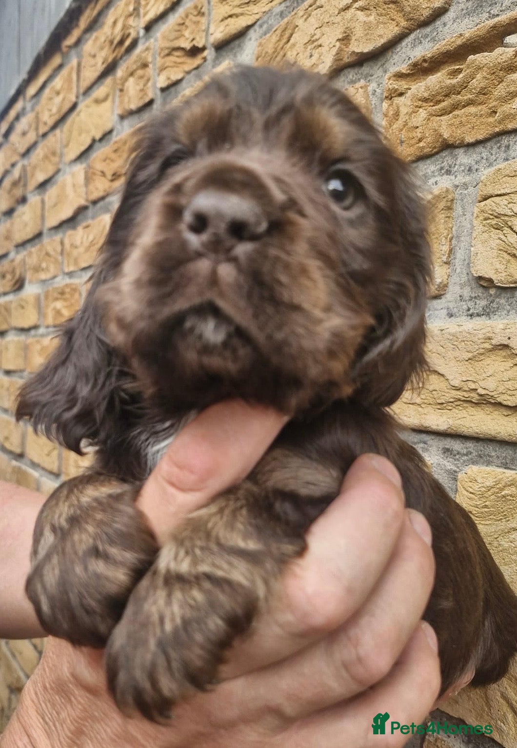 Cocker Spaniel dogs Lovely show Cocker spaniel puppies 🐶  - Advert 2