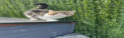 Exotic cats for sale: Hello my name is Agnus - Advert 5