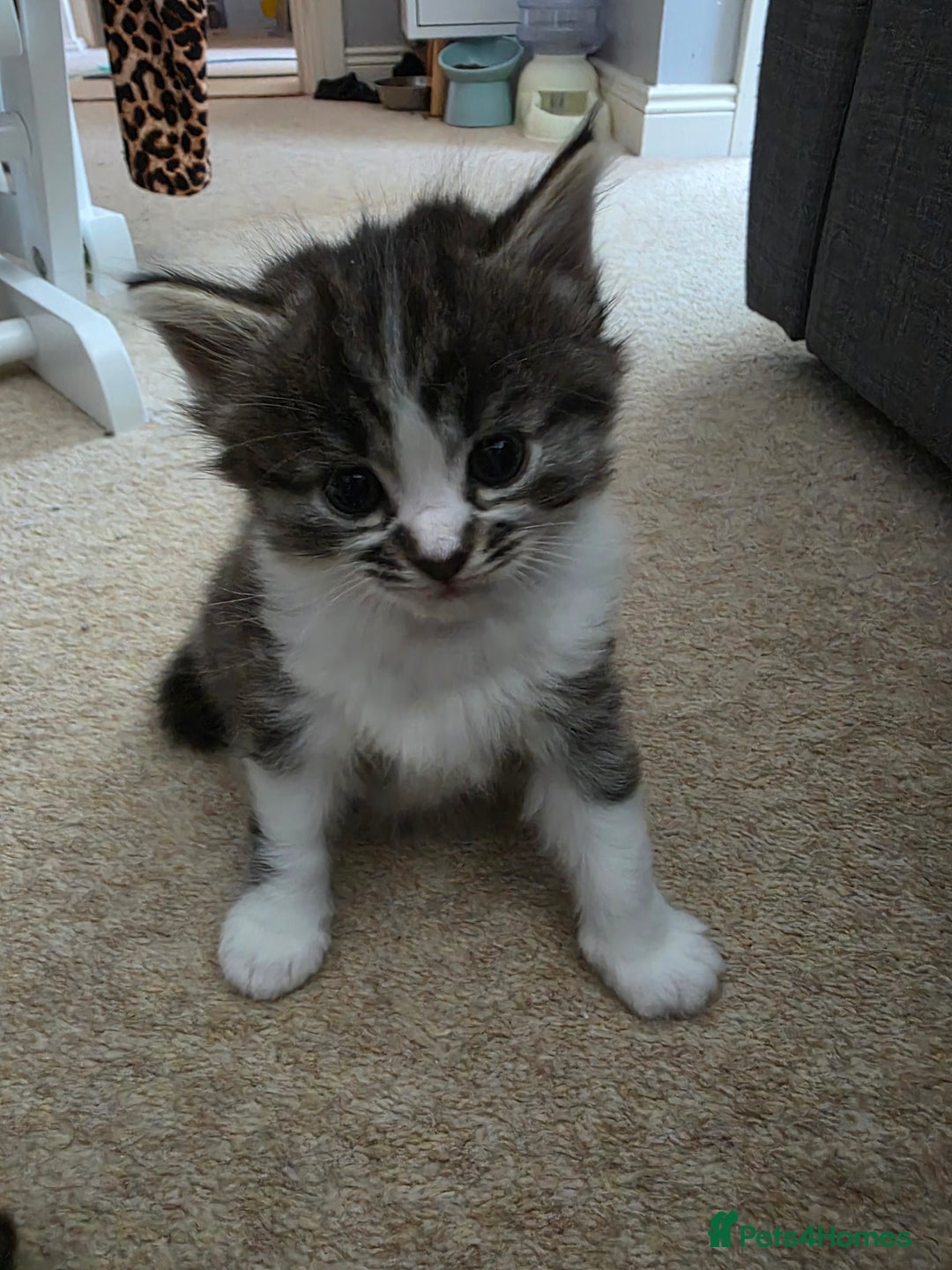Ragdoll cats for sale: Beautiful mix Ragdoll cross Norwegian forest  - Image 4