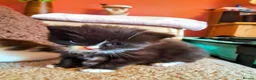 Mixed Breed cats for sale: Beautiful long haired girl - Advert 3