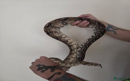 Boa Snake reptiles for sale: Female Boa Constrictor. - Image 3