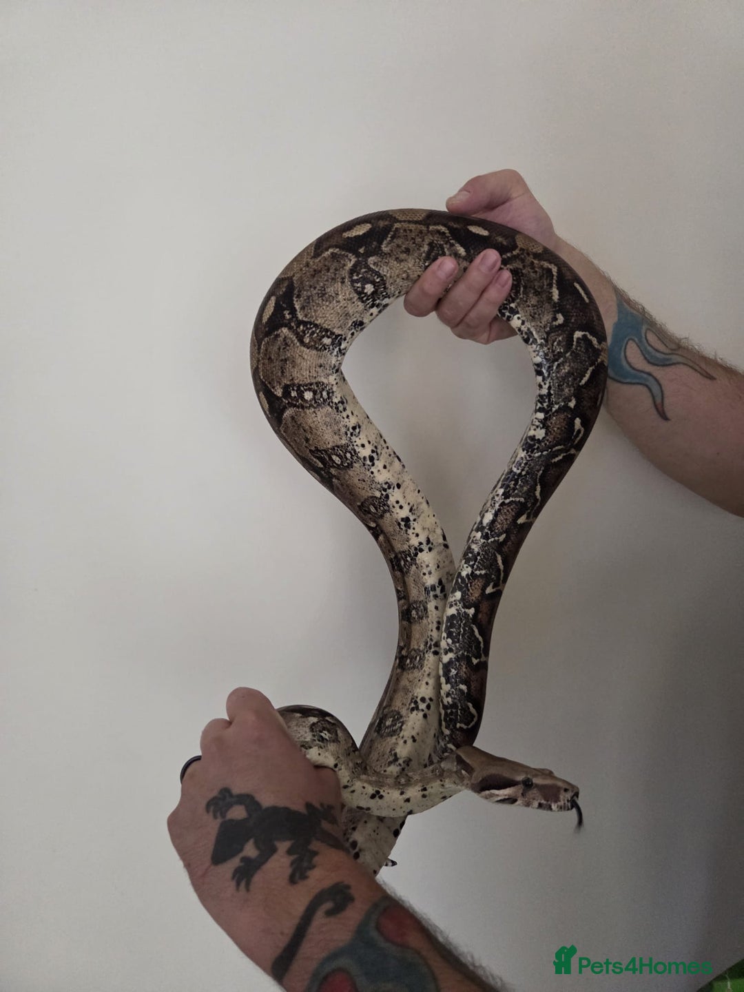 Boa Snake reptiles for sale: Female Boa Constrictor. - Image 3