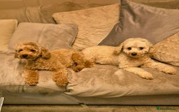 Cockapoo dogs for sale: Beautiful red f1b genuine toy cockapoos - Image 2