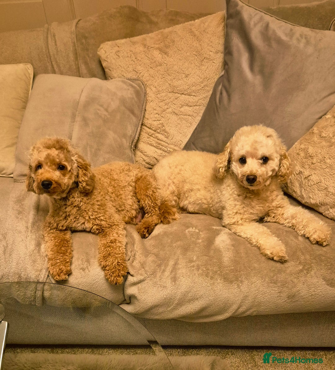 Cockapoo dogs for sale: Beautiful red f1b genuine toy cockapoos - Image 2