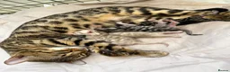 Bengal cats for sale: 4 bengal kittens  - Advert 13