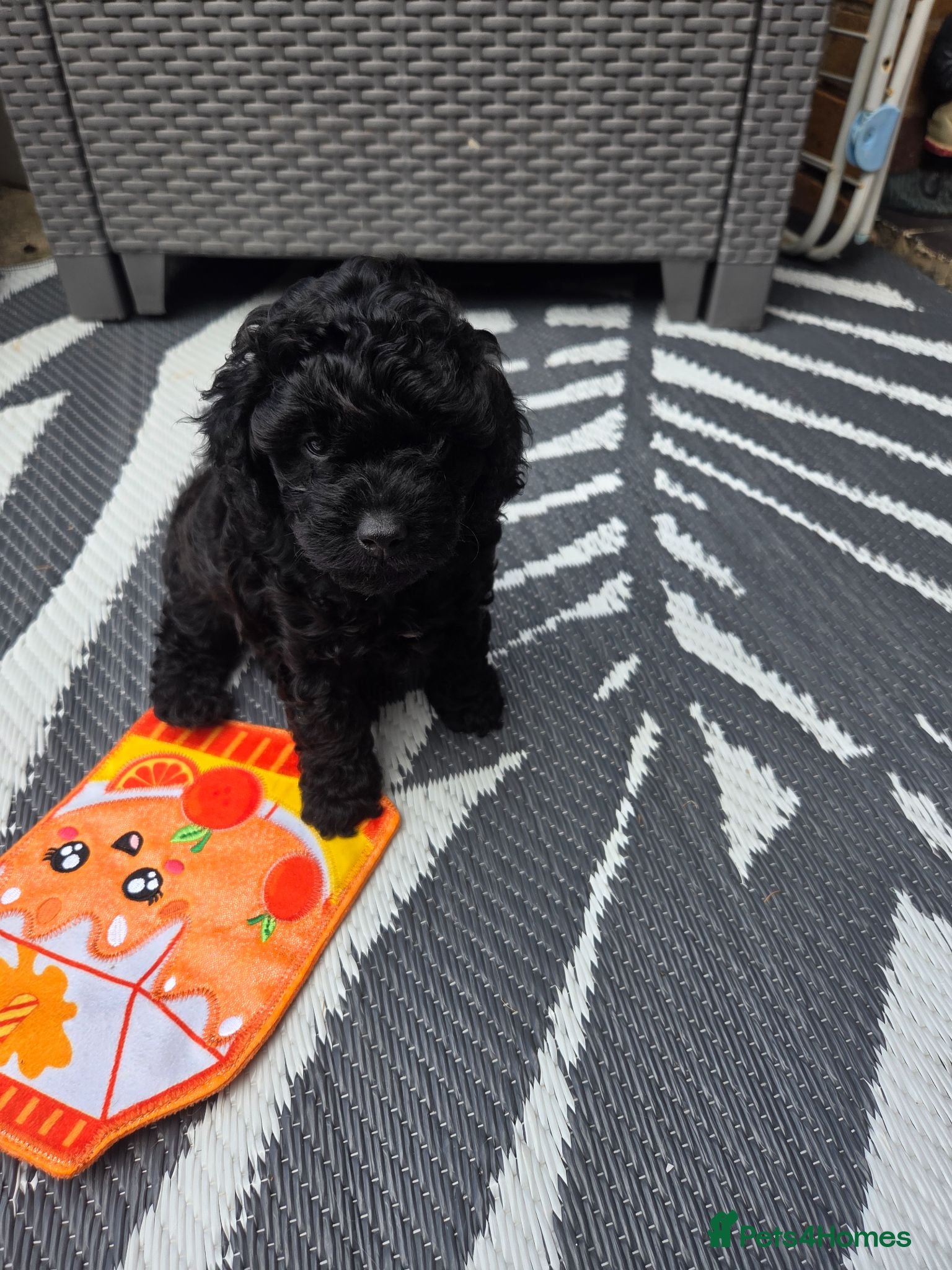 Cavapoo dogs Cavapoo girl  - Advert 14