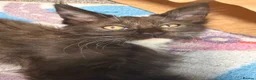 Maine Coon cats for sale: Stunning XL Russian Maine Coon kittens - Advert 6