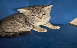 Bengal cats for sale: Bengal cross Russian blue kitten  - Image 7