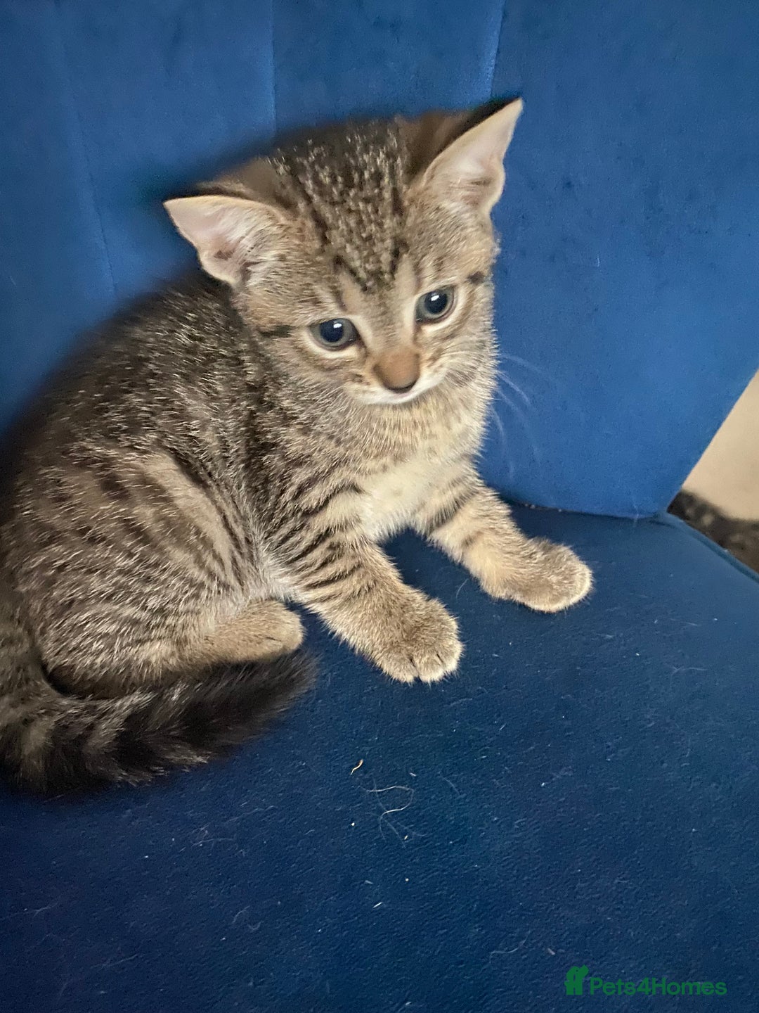 Bengal cats for sale: Bengal cross Russian blue kitten  - Image 7