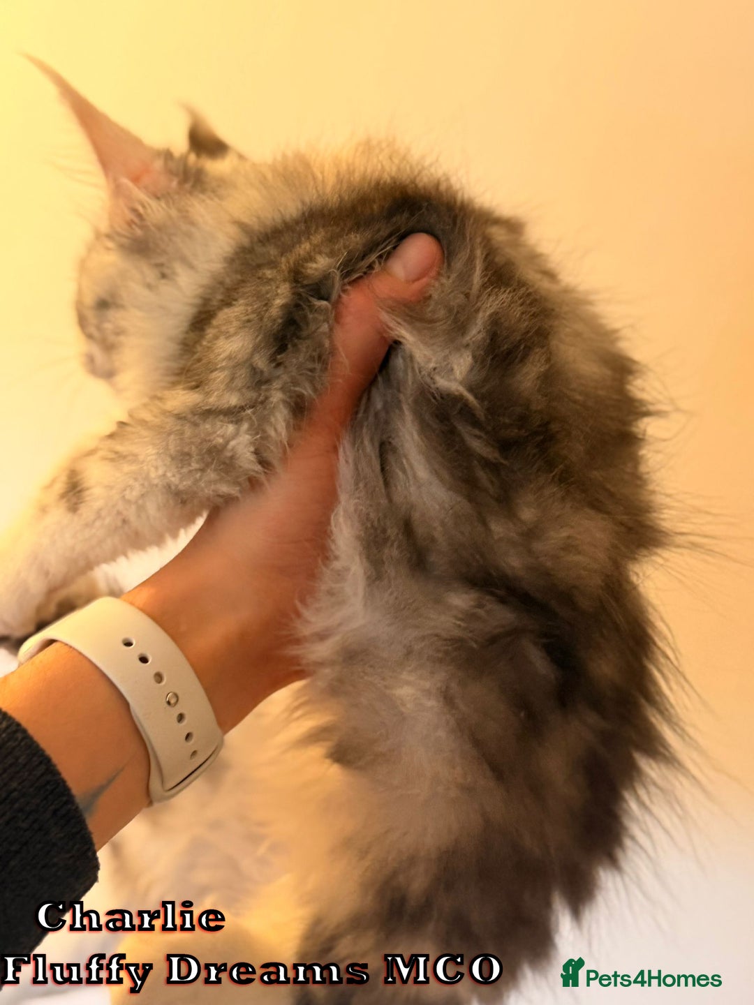 Maine Coon cats for sale: Fluffy Maine Coons 3 girls 1 boy active/non-active - Image 11