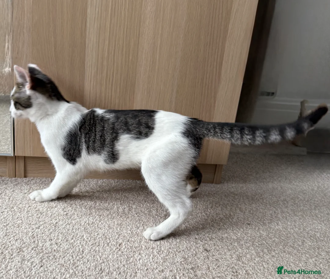 Mixed Breed cats for sale: White and Grey Tabby mixed.  - Advert 7