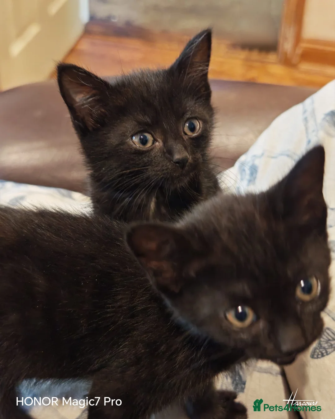 Domestic Shorthair cats for sale: Lovely Domestic short hair kittens  - Advert 2