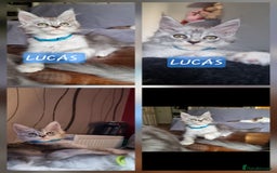 Maine Coon cats for sale: Big beautiful black silver tabby pedigree  kittens - Image 6