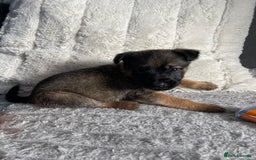 Belgian Shepherd Dog dogs for sale: Belgian malinois puppies - Image 15