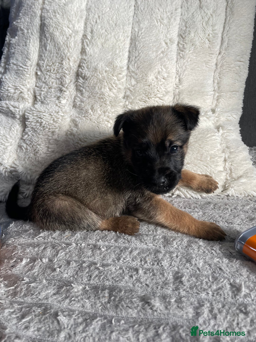 Belgian Shepherd Dog dogs for sale: Belgian malinois puppies - Image 15