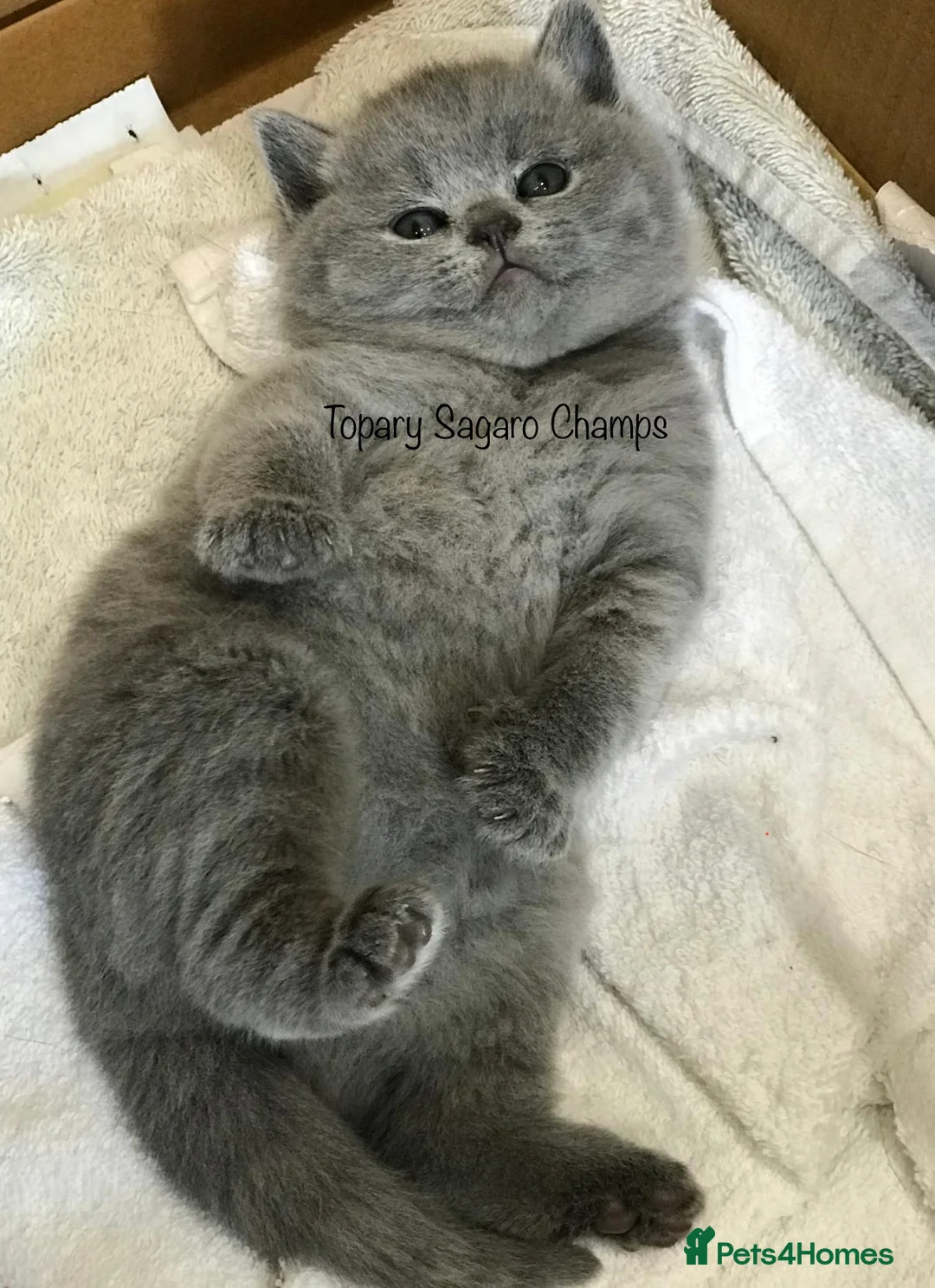 British Shorthair cats for stud: Proven Stud/Blood B/Choc carrier TICA/GCCF REG in Dartford - Advert 21