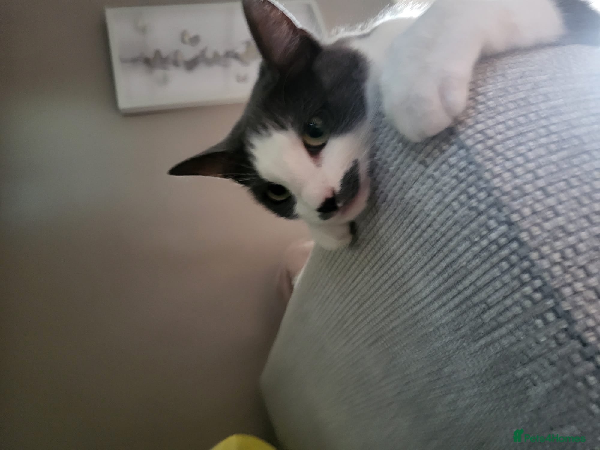 Russian Blue cats Dusty - Advert 6