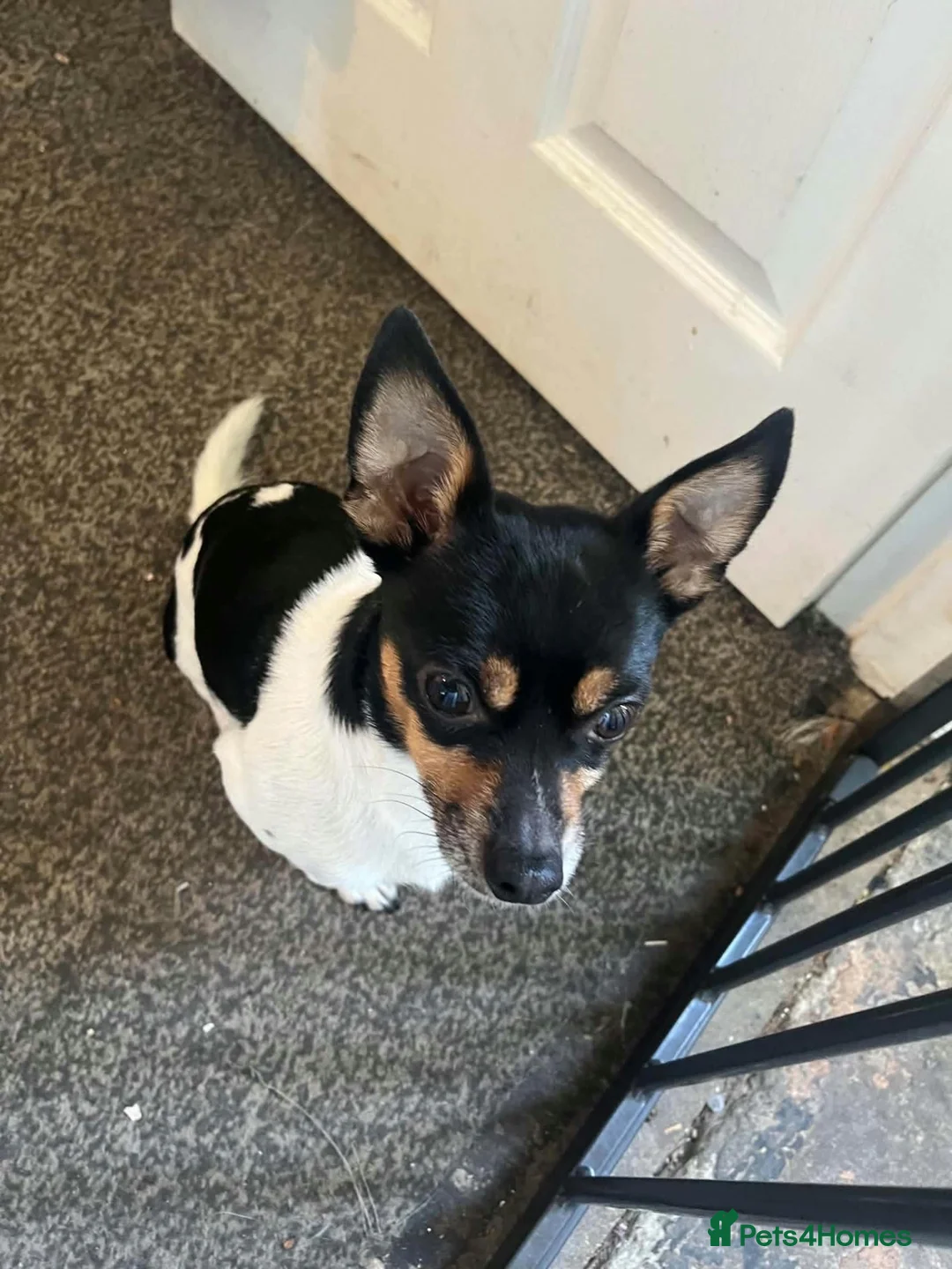 Jack Chi dogs for sale: Ryder  - Advert 6