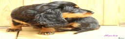 Miniature Dachshund dogs for sale: 🌟Dapple & Black Tan PRA Clear KC reg – June 26🌟 - Advert 5
