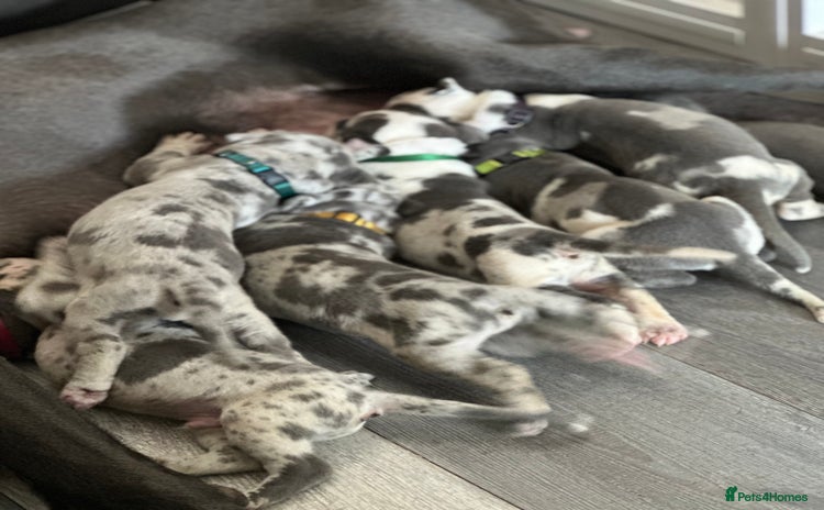 Great Dane dogs - Advert 1