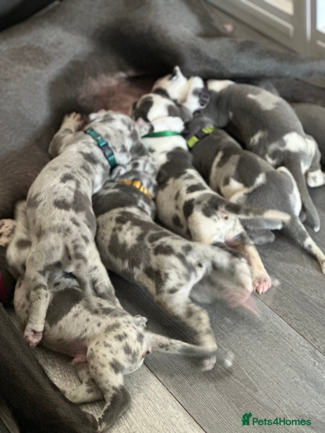 Great Dane dogs for sale: KC registered blue Great Dane puppies - Image 1