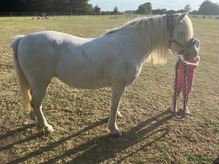 Welsh Section A horses - Advert 6