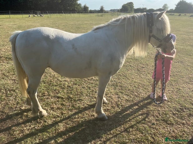 Welsh Section A horses - Advert 5